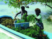 business3seaweed_1.jpg
