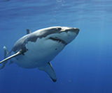 farallons-shark01s.jpg